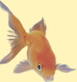 goldfish